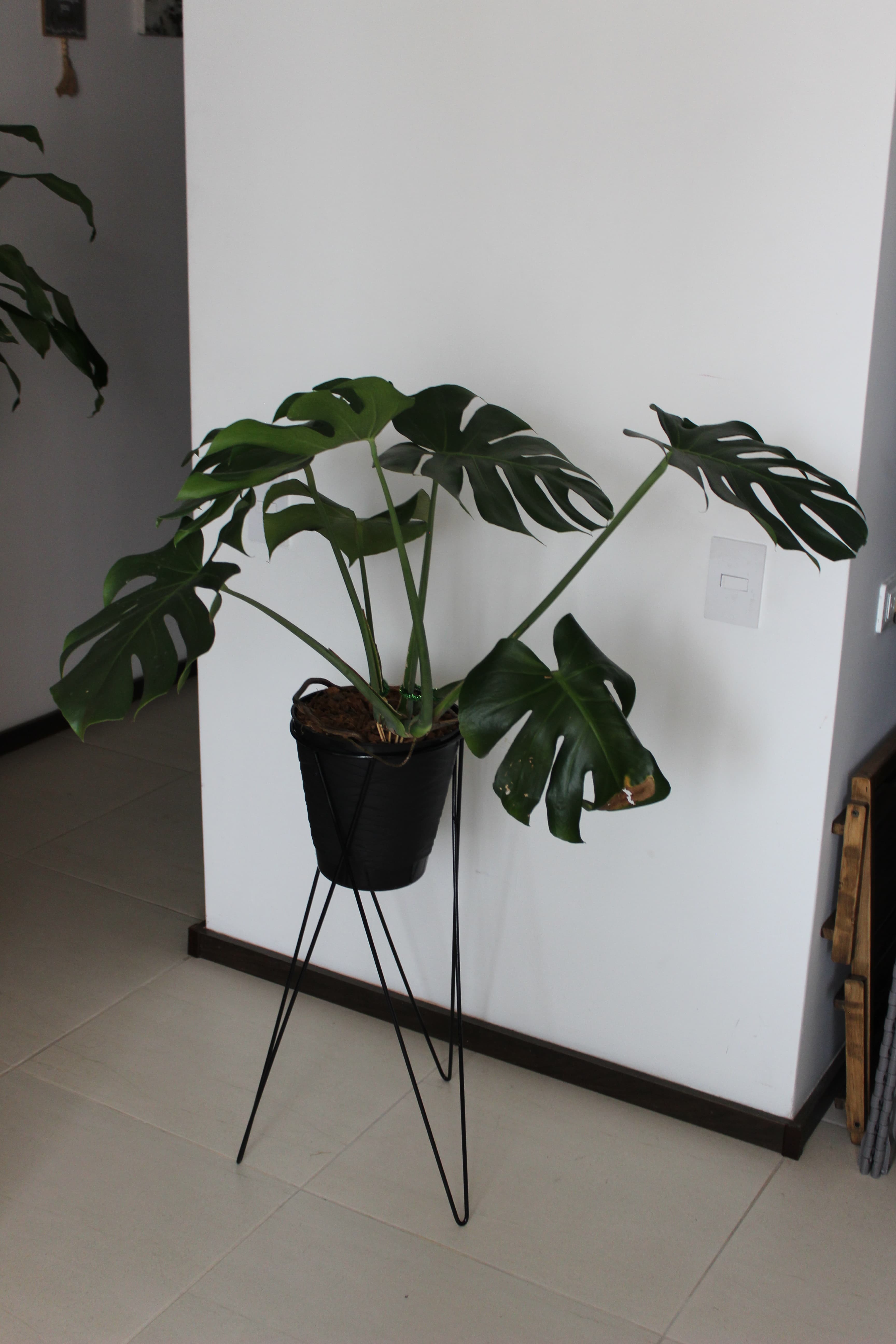imagen de producto Trio de plantas con bases metalicas
