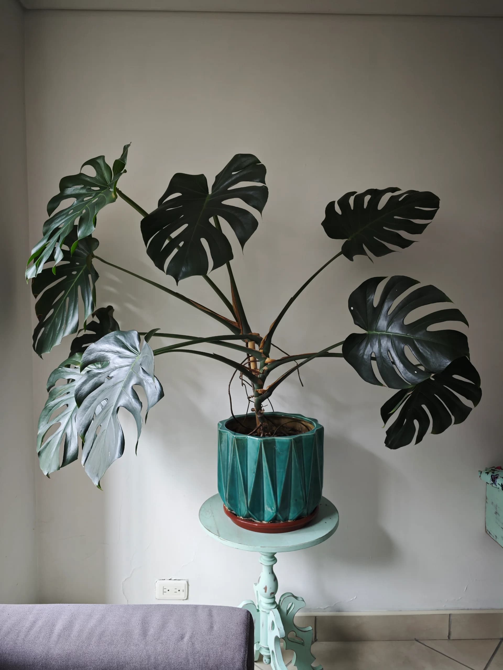 imagen de producto Planta mostera
