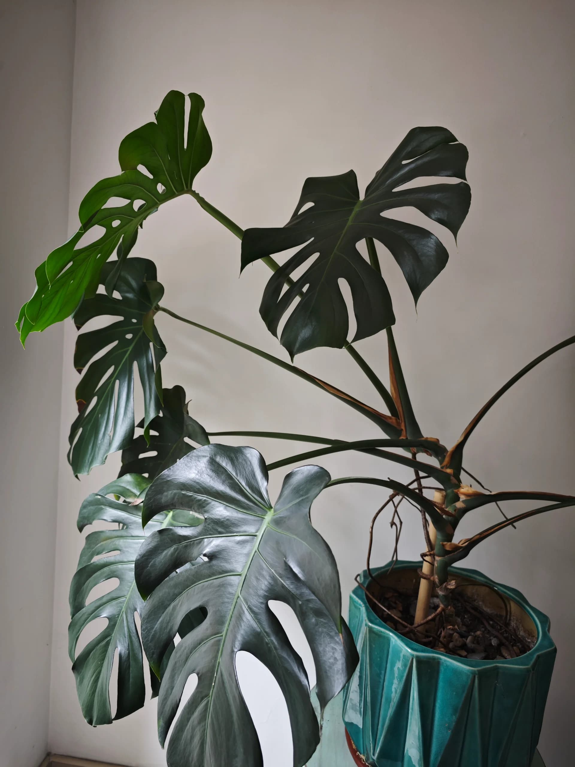 imagen de producto Planta mostera