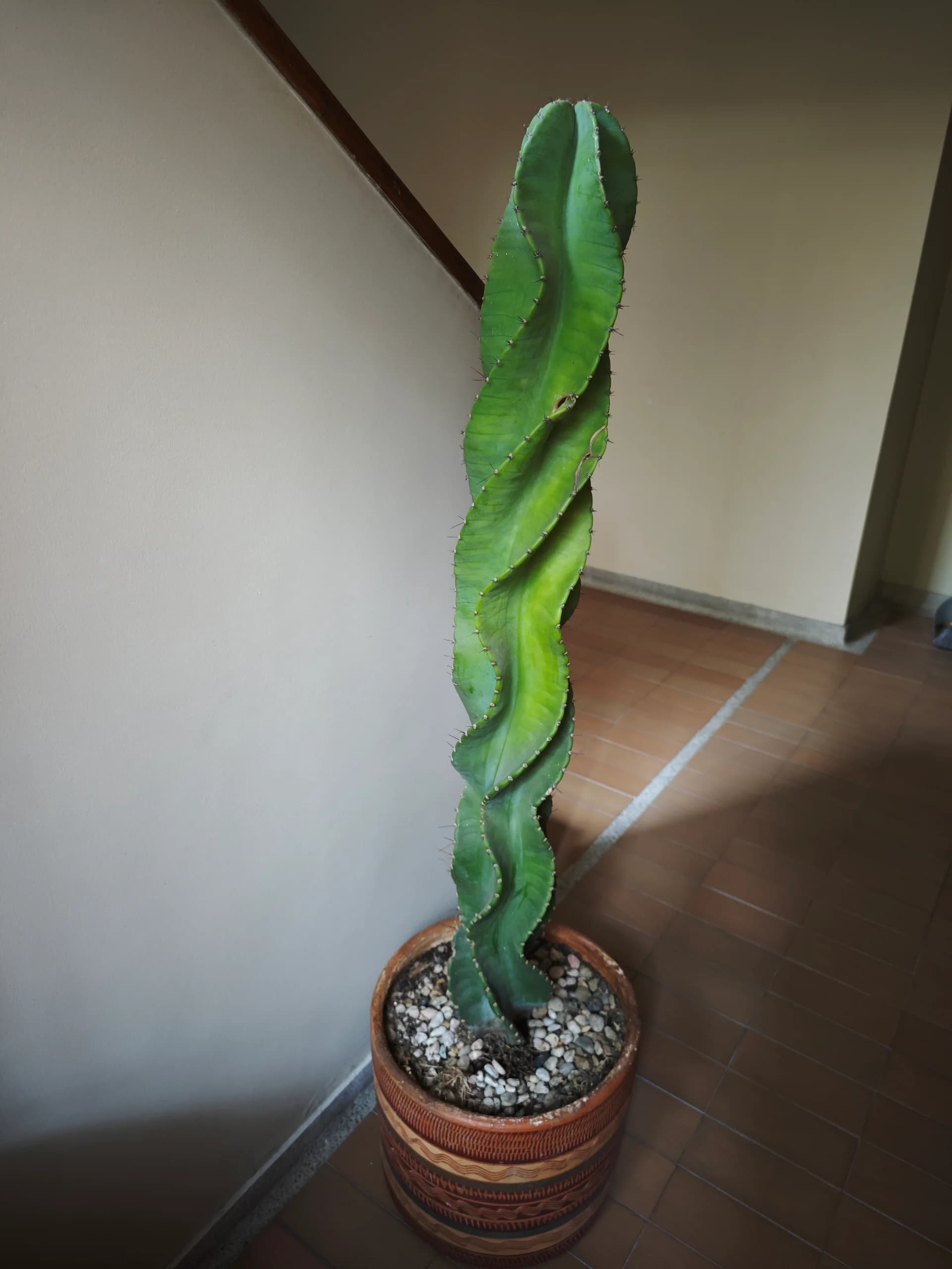 imagen de producto Cactus tornillo