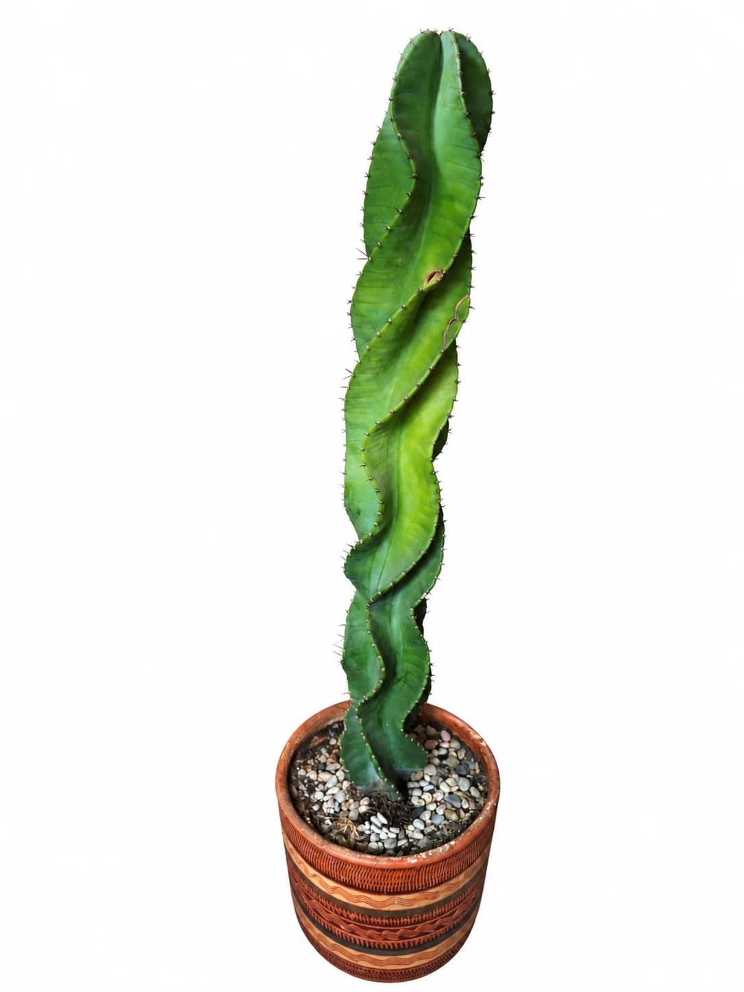 imagen de producto Cactus tornillo