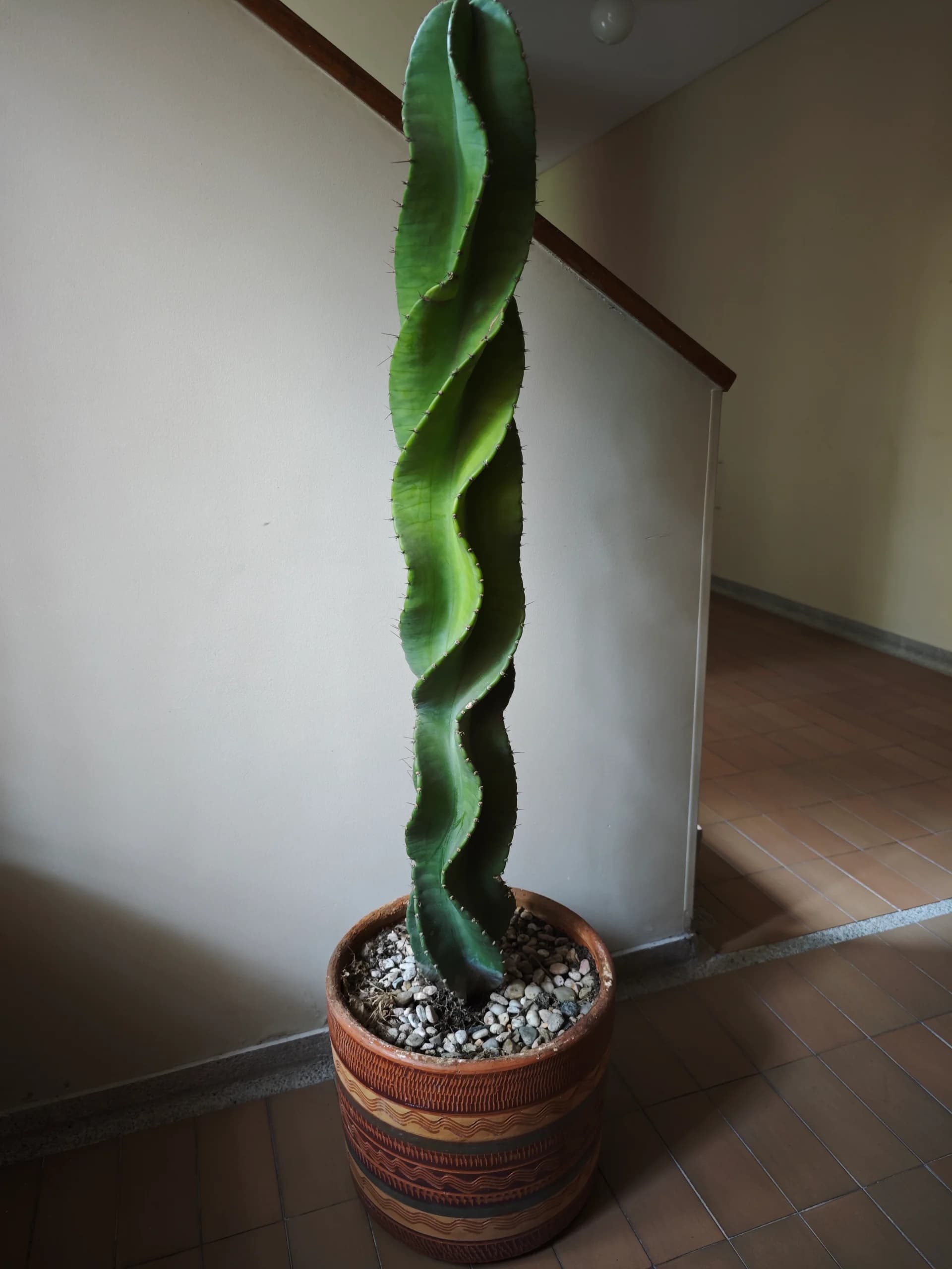 imagen de producto Cactus tornillo