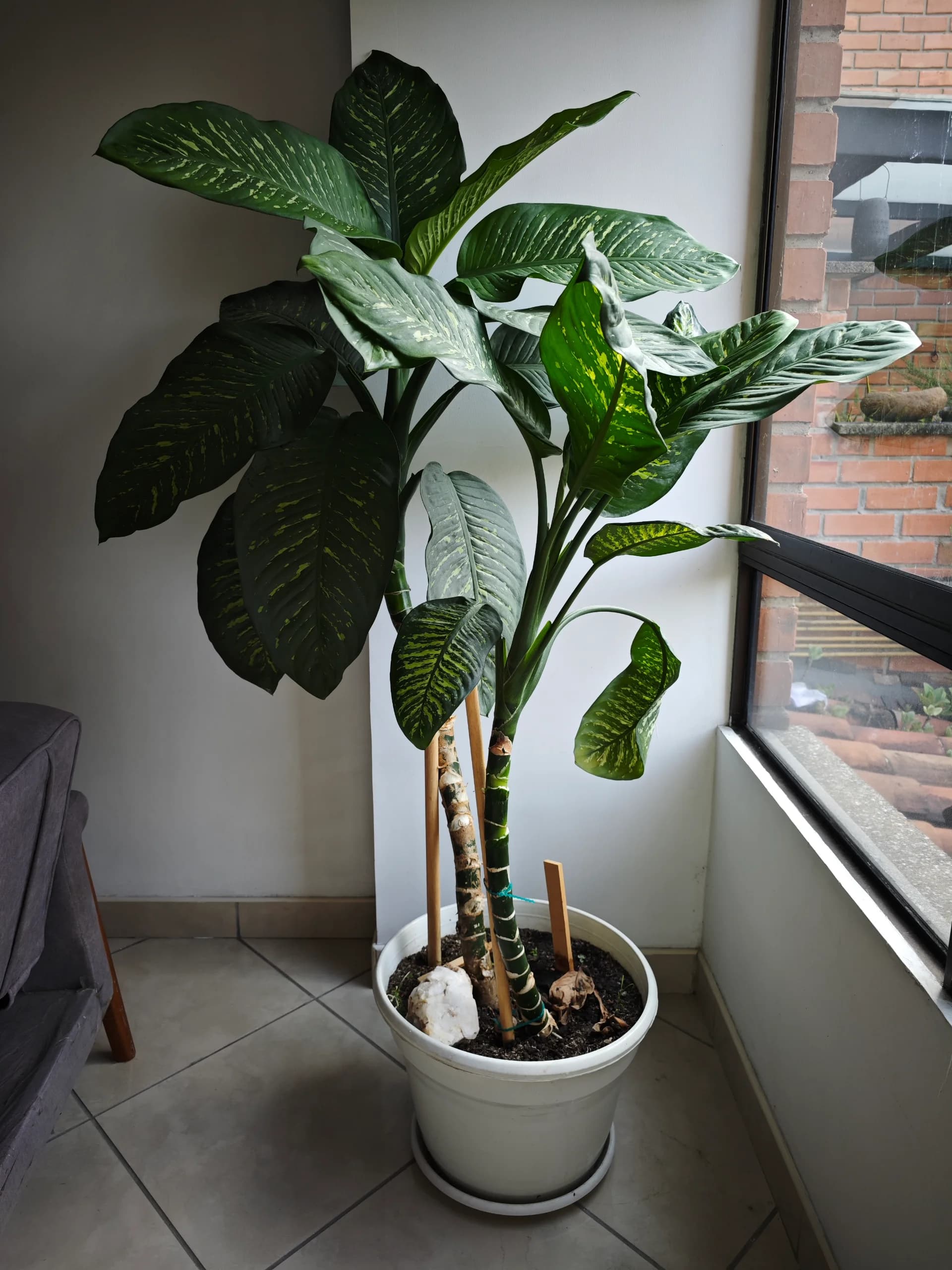 imagen de producto Planta ornamental de gran tamaño