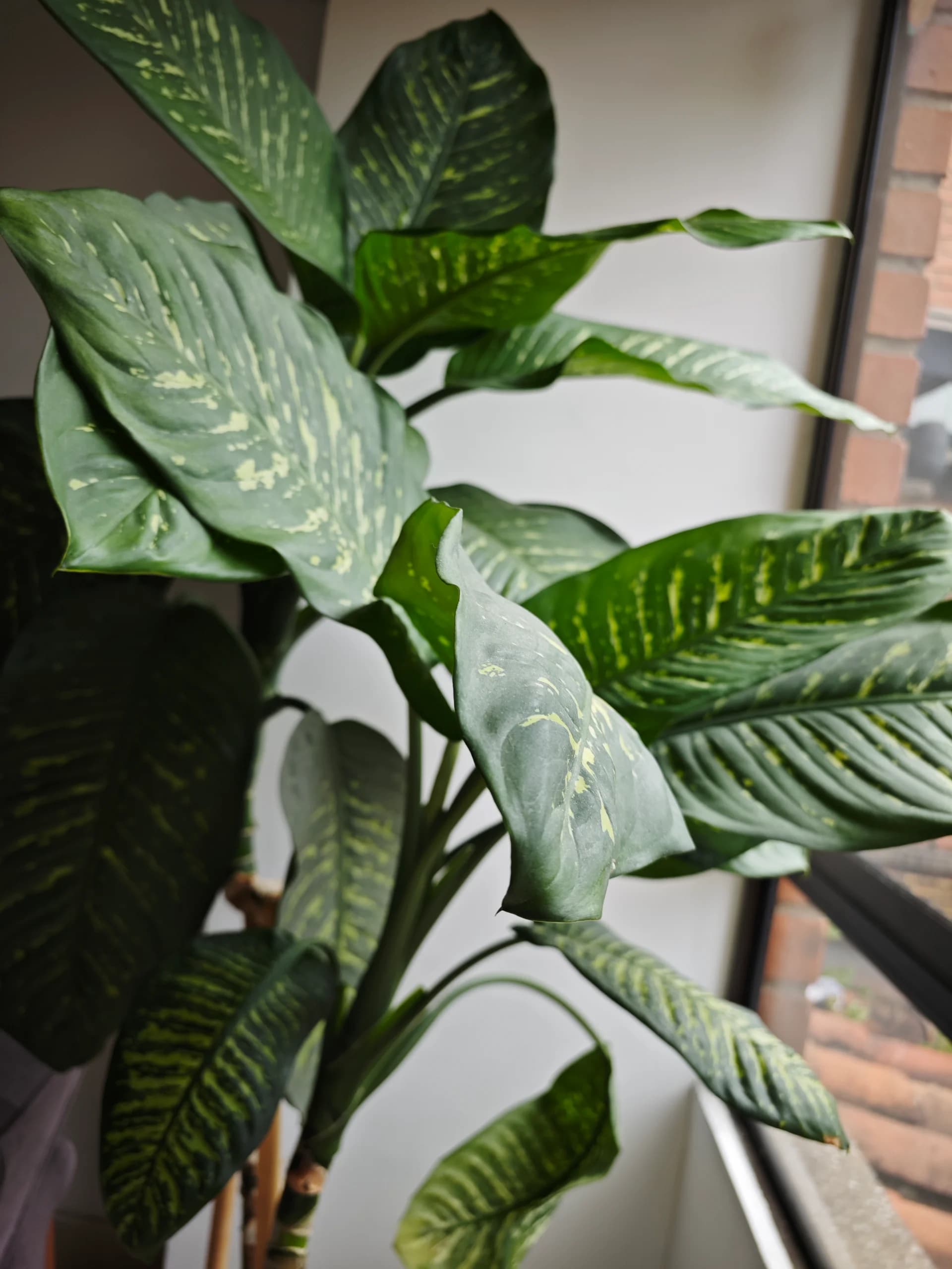 imagen de producto Planta ornamental de gran tamaño