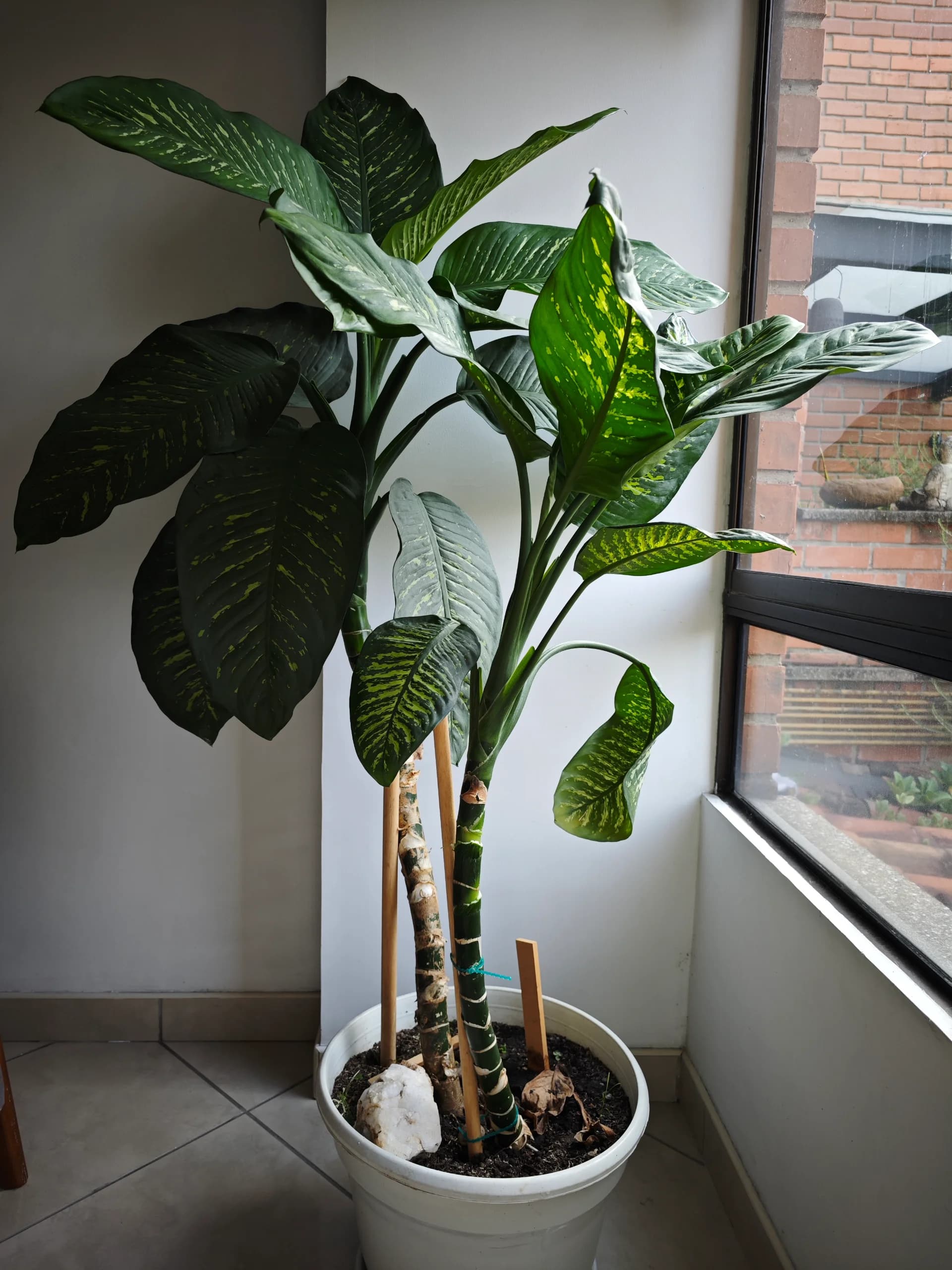 imagen de producto Planta ornamental de gran tamaño